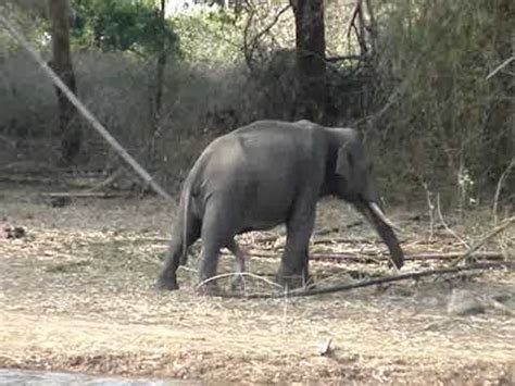 This question is about Elephant Insurance WalletHub 073020 This answer was first published on 072920 and it was last updated on 073020. . Elephant cumshots